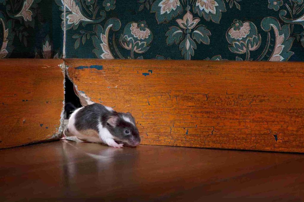 A small mouse sits on the floor, facing a plain wall, with its ears perked up and whiskers twitching.